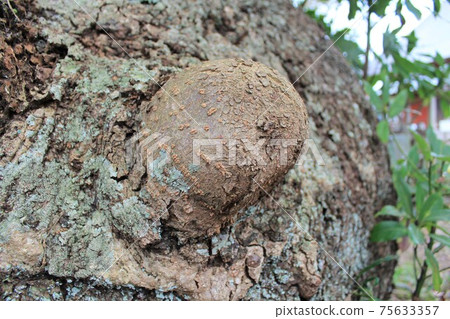 神代寺中的新北“ Hasaki no Otab”（茨城縣神須市） 75633357