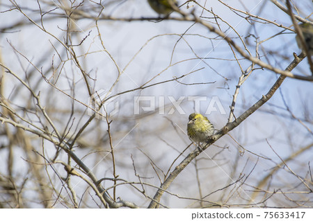 Female siskin Female siskin 75633417