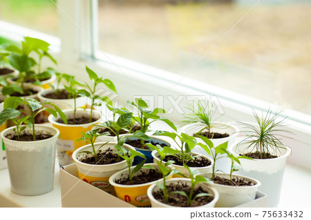 Different vegetable seedlings growing at the window 75633432