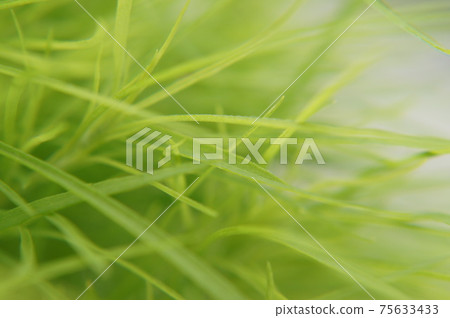 美麗的綠色kokia(掃帚草) 美麗的綠色kokia(掃帚草) 75633433