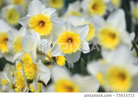 Narcissus flowers in full bloom Narcissus flowers in full bloom 75633715