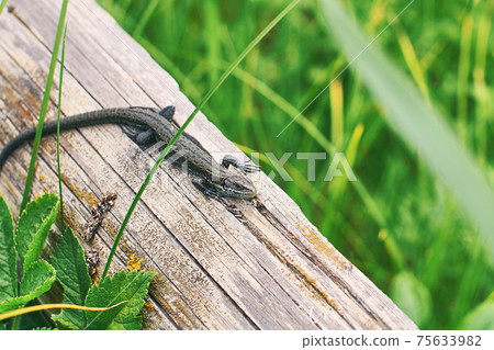 Common or viviparous lizard, zootoca vivipara on an old wooden log in fresh green grass Common or viviparous lizard, zootoca vivipara on an old wooden log in fresh green grass 75633982