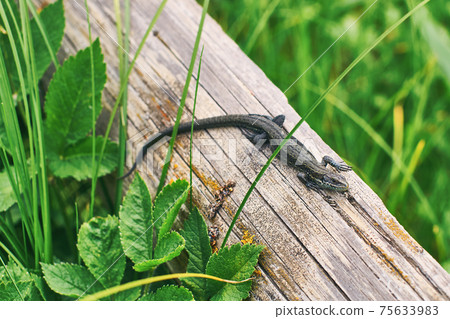 Common or viviparous lizard, zootoca vivipara on an old wooden log in fresh green grass Common or viviparous lizard, zootoca vivipara on an old wooden log in fresh green grass 75633983