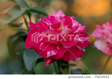 Rose Camille Pissarro. Roses are striped red white and yellow 75634591