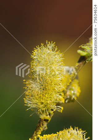 Spring willow branch background. Spring willow branch background. 75634614