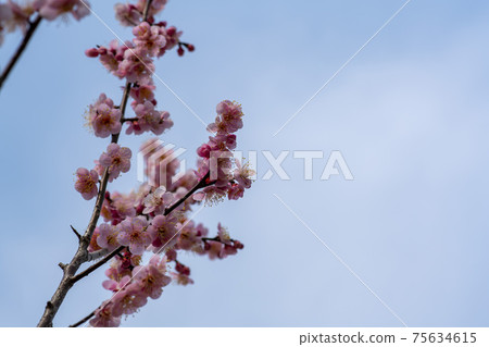Plum Plum 75634615
