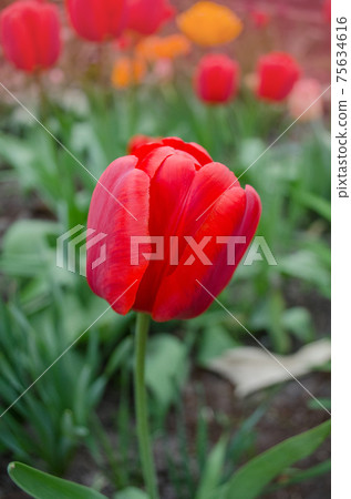 Red spring blooming tulip field Red spring blooming tulip field 75634616