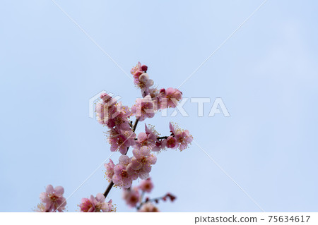 梅 梅 75634617