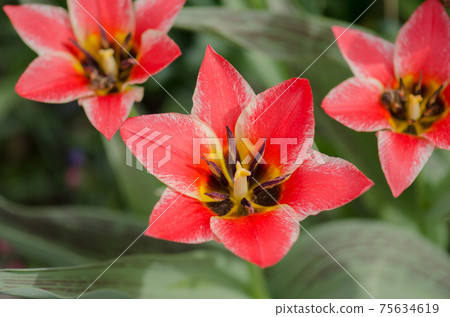 Spring garden with striped pink and white tulips Spring garden with striped pink and white tulips 75634619