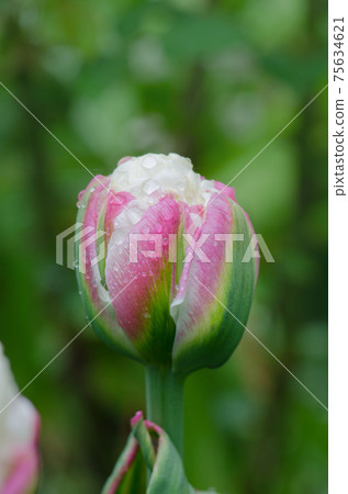 Unusual pink and white Ice cream tulip Unusual pink and white Ice cream tulip 75634621