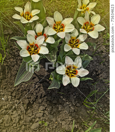 Blooming spring flower tulip 75634623