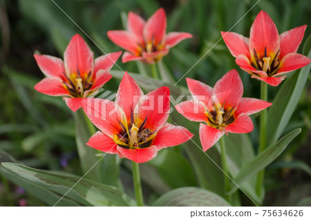 Spring garden with striped pink and white tulips Spring garden with striped pink and white tulips 75634626