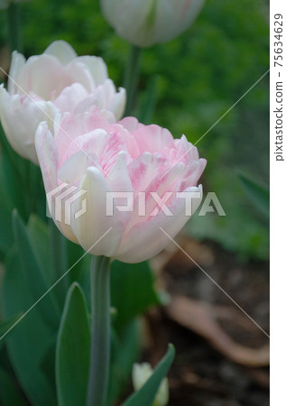 Beautiful double soft pink tulip Mariage 75634629