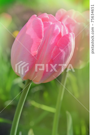 Pink Parrot tulip flower in garden 75634651