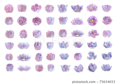 Blue tulip set isolated on a white. 75634653