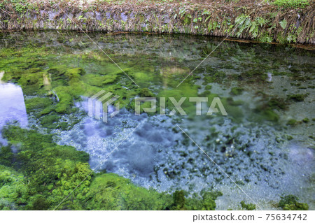 Beautiful Shirakawa water source in Minamiaso (Aso-gun, Kumamoto Prefecture) 75634742