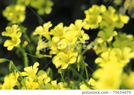 alis漿草盛開（O漿草花） 75634879