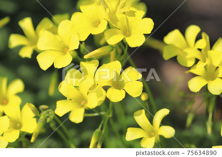 Oxalis in full bloom (Oxalis flower) 75634890
