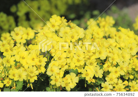 Oxalis in full bloom (Oxalis flower) 75634892