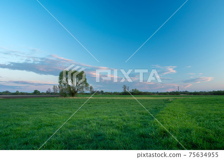 A tree on a green meadow and the evening blue sky A tree on a green meadow and the evening blue sky 75634955