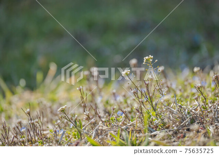 Cardamine flexuosa flowers in the field Cardamine flexuosa flowers in the field 75635725