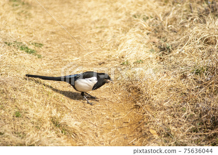 Magpie Magpie 75636044