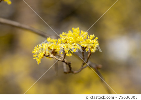 玉米油 玉米油 75636303