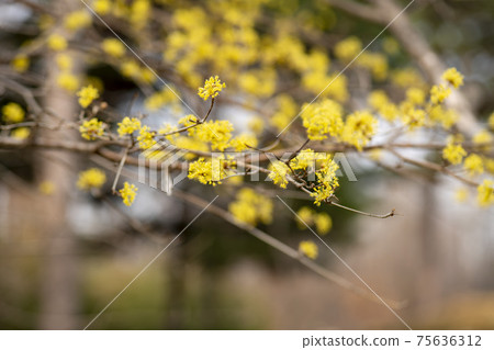 玉米油 玉米油 75636312