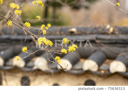 玉米油 玉米油 75636313