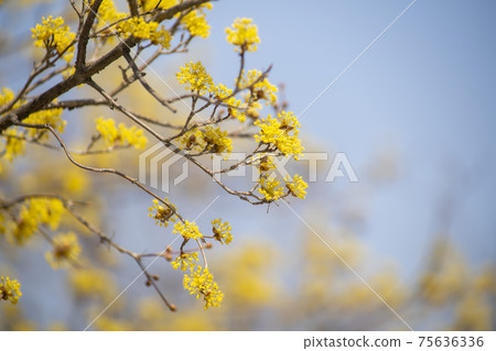 Corn oil Corn oil 75636336