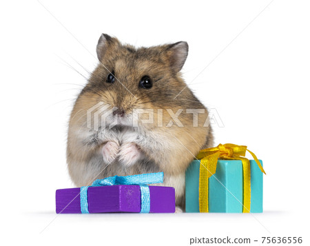 Hamster on white background 75636556