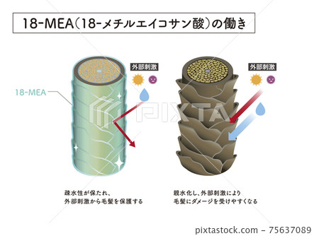 hair, cross-section diagram, vector 75637089