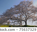 沿河盛開的吉野櫻花樹 75637329
