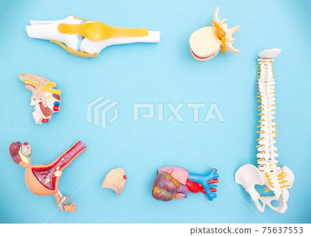 Human organs layouts on a blue background. Human genetics and health care concept, lifestyle. Copy space for text Human organs layouts on a blue background. Human genetics and health care concept, lifestyle. Copy space for text 75637553