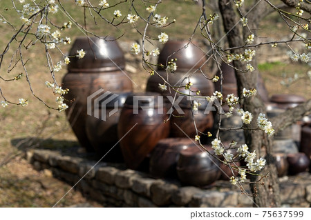 顯忠寺的藍色和梅花 75637599