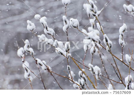 Spring snow on pussy willow Spring snow on pussy willow 75637609