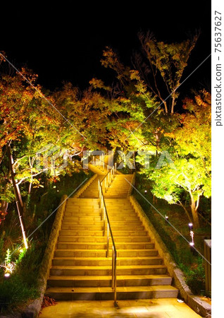 Into the bamboo grove Into the bamboo grove 75637627
