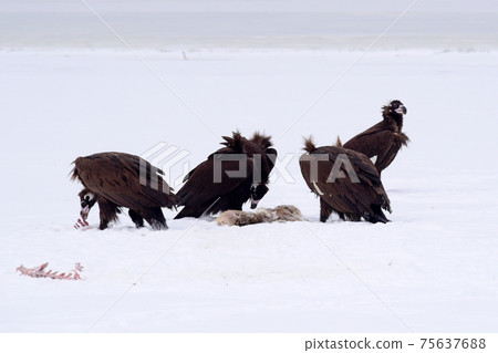 Winter snowy eagle Winter snowy eagle 75637688