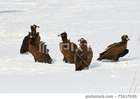 Winter snowy eagle 75637689