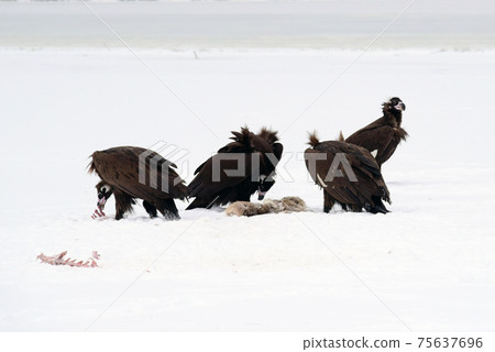 Winter snowy eagle 75637696