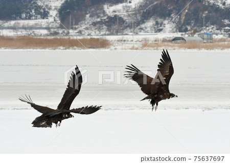 Winter snowy eagle Winter snowy eagle 75637697