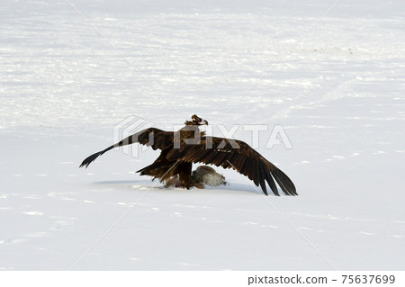 Winter snowy eagle 75637699