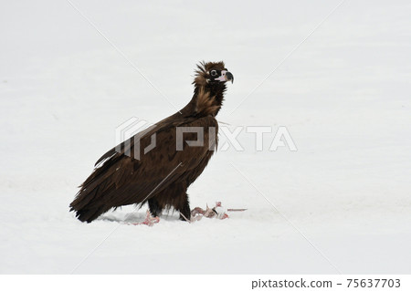 Winter snowy eagle 75637703