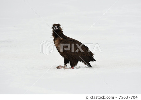 Winter snowy eagle 75637704