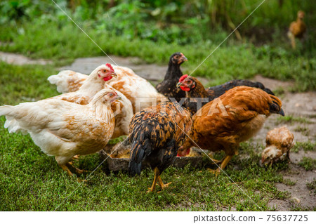 A little hen in the farmyard yard. 75637725