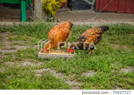 A little hen in the farmyard yard. 75637727