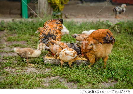 A little hen in the farmyard yard. 75637729