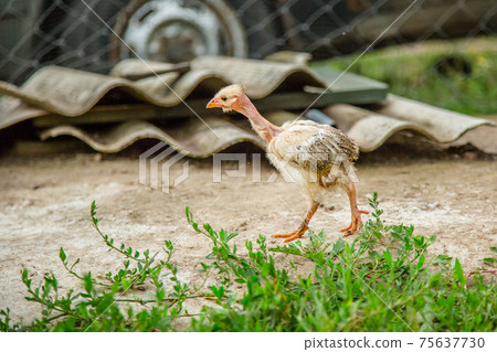 A little hen in the farmyard yard. 75637730