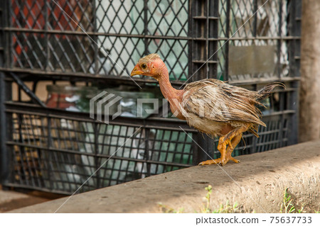 A little hen in the farmyard yard. A little hen in the farmyard yard. 75637733