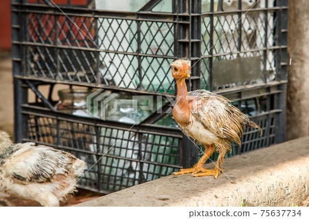 A little hen in the farmyard yard. 75637734